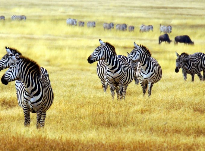 Wallpaper Zebra, savanna, cute animals, Animals 577183477